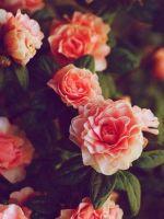 圆月照坤宁小说txt完整版下载-圆月照坤宁电子书免费下载